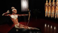 Ini adalah salah satu model peraga yang dipajang di Body Worlds. Pengunjung bisa melihat dan membayangkan otot apa yang bekerja saat seseorang memanah. (Foto: Michele Tantussi/Getty Images)