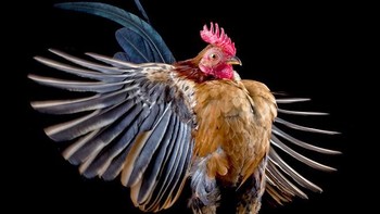 Entah bagaimana cara Goh mengarahkan sang ayam. Foto: sadanduseless