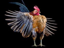 Ketika Ayam Berpose Bak Model Profesional