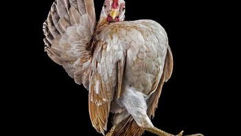 Adalah Ernest Goh, fotografer asal Malaysia ini membuat karya yang menarik. Foto: sadanduseless