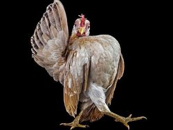 Ketika Ayam Berpose Bak Model Profesional