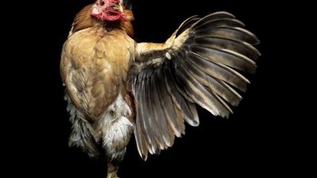 Dia memotret ayam dalam berbagai pose. Foto: sadanduseless