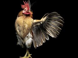 Ketika Ayam Berpose Bak Model Profesional