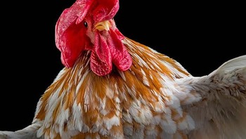 Tapi Goh berhasil mengabadikan ragam ekspresi ayam-ayam sehingga membuat foto lenih menarik. Foto: sadanduseless