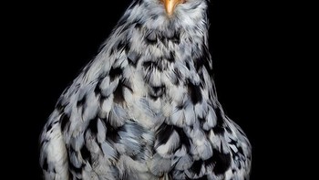 Goh ingin mengabadikan ragam jenis ayam yang ada di muka bumi ini. Foto: sadanduseless