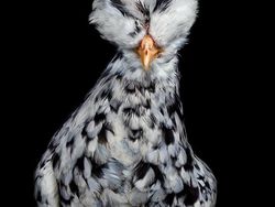 Ketika Ayam Berpose Bak Model Profesional