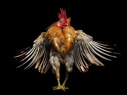 Ketika Ayam Berpose Bak Model Profesional