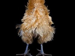 Ketika Ayam Berpose Bak Model Profesional