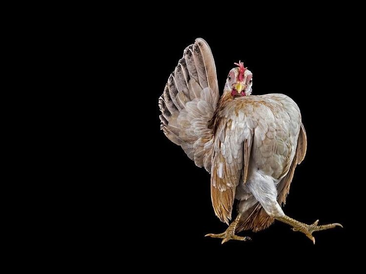 Ketika Ayam Berpose Bak Model Profesional