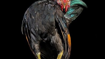 Tertarik? kamu bisa membelinya di sini. Foto: sadanduseless