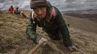 Fungi ini hanya bisa tumbuh di dataran tinggi 3.000 - 5.000 meter di lereng pegunungan himalaya. Para pendaki harus bertaruh nyawa untuk mencarinya. (Foto: Kevin Frayer/Getty Images)