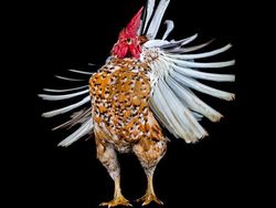 Ketika Ayam Berpose Bak Model Profesional