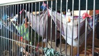 Di sisi lain, Rutan Bagansiapiapi sangat penuh. Kapasitas 89 orang diisi 800-an orang. Dari jumlah itu, 400 orang di antaranya kasus narkoba. Hanya 6 orang yang ditahan karena kasus korupsi.
