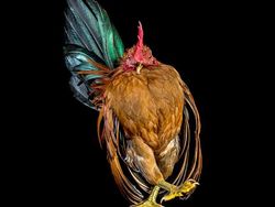 Ketika Ayam Berpose Bak Model Profesional