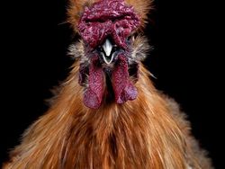 Ketika Ayam Berpose Bak Model Profesional