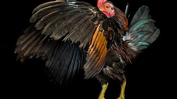 Demian pula lenggak-lenggok tubuhnya. Foto: sadanduseless