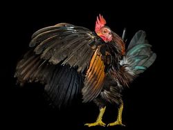 Ketika Ayam Berpose Bak Model Profesional