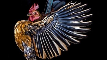 Semua foto ayam-ayam ini dapat lebih lengkap dilihat di buku yang dibuat Goh. Foto: sadanduseless