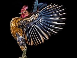 Ketika Ayam Berpose Bak Model Profesional