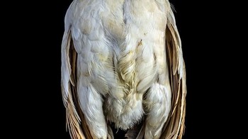 Ada beragam jenis yang dalam foto. Foto: sadanduseless