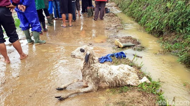 Mengembik di Timbunan Longsor, Kambing Ini Diselamatkan Warga