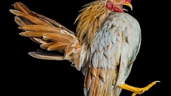 Go memotrt ayam-ayam ini tidak hanya di Malaysia saja. Foto: sadanduseless
