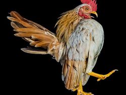 Ketika Ayam Berpose Bak Model Profesional