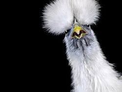 Ketika Ayam Berpose Bak Model Profesional