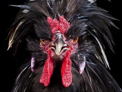 Ketika Ayam Berpose Bak Model Profesional