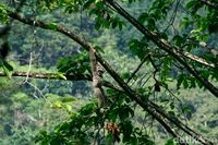 Terpesona Alam Petungkriyono yang Indah di Pekalongan