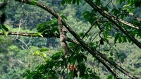 Bila beruntung, kita bisa melihat sekawanan Owa Jawa yang bergelantungan di pepohonan hutan. (Robby Bernardi/detikTravel)