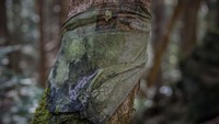 Menurut laporan pemerintah Jepang, lebih dari 100 orang melakukan bunuh diri di Aokigahara antara 2013 dan 2015. 100 Orang tersebut pun berasal dari luar wilayah Tokyo, yang artinya memang niat melakukan aksi bunuh diri di Aokigahara. (Carl Court/Getty Images)