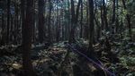 Foto: Hutan Tempat Langganan Bunuh Diri di Jepang