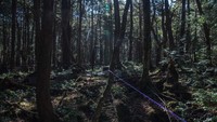 Pemerintah Jepang tidak tinggal diam. Sudah dari 10 tahun silam, pemerintah Jepang memasang rambu-rambu larangan bunuh diri, petugas hutan, sampai kamera pengawas di Aokigahara. Supaya mencegah, setidaknya mengurangi angka orang-orang yang bunuh diri di sana. (Carl Court/Getty Images)