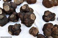 Pangeran Philip Panen Jamur Truffle 'Black Diamonds' Berharga Fantastis