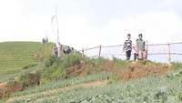 Karena berada di ketinggian, udara di sini sangatlah sejuk (Sudirman Wamad/detikTravel)