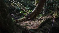 Menurut laporan pada tahun 2013-2015 ada lebih dari 100 orang yang ditemukan bunuh diri di dalam hutan. (Foto: Carl Court/Getty Images)