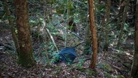 Hutan Aokigahara punya reputasi kelam sebagai salah satu tempat populer di dunia untuk bunuh diri. (Foto: Carl Court/Getty Images)