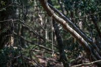 Cerita Orang yang Nyaris Bunuh Diri di Hutan Aokigahara