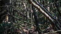 Seutas tali bekas yang masih terikat di pohon. Diduga dipakai untuk bunuh diri. (Foto: Carl Court/Getty Images)