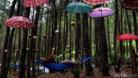 Saat memasuki wahana wisata Petung, kita akan lebih mengagumi kebesaran pencipta. Di kanan-kiri perjalanan ada sebuah kawasan hutan alam yang selama ini tetap terjaga oleh masyarakat setempat. (Robby Bernardi/detikTravel)