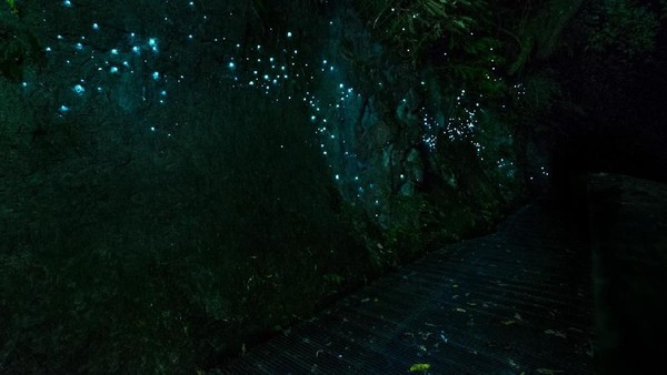 Banyak turis bilang, cahaya di dalam guanya bagaikan bintang yang terlihat di langit pada malam hari (iStock) Banyak turis bilang, cahaya di dalam guanya bagaikan bintang yang terlihat di langit pada malam hari (iStock)