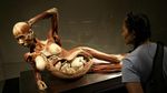 Pameran Ini Memajang Bayi Manusia Asli Ketika Masih dalam Kandungan