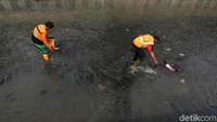 Para petugas UBK rutin membersihkan sampah yang mengalir di Kali Grogol.