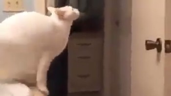 Meme ini mengibaratkan kucing tersebut seperti Phil Jones yang ragu-ragu saat mau menekel lawan. (Foto: Internet/Twitter)
