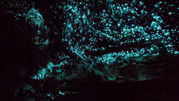 Cahayanya berasal dari cacing dengan nama latin Arachnocampa luminosa. Dalam kegelapan, hewan ini akan mengeluarkan cahaya berwarna hijau dan biru (iStock) 