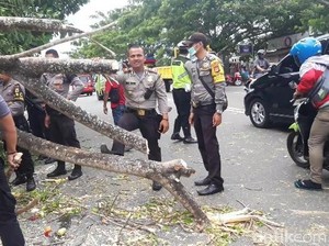 Angin Kencang Terjang Ambon, Pohon-pohon di Jalanan Tumbang