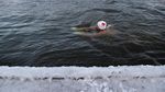 Lomba Ekstrim Berenang di Sungai Es, Berani Coba?
