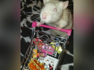 Gemas! Tikus Peliharaan Ini Disulap Jadi Foodies yang Hobi Makan