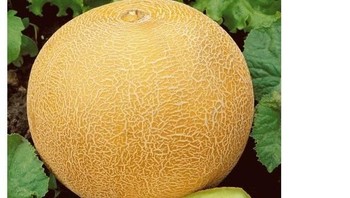 Ada juga netizen yang menyamakan Elon dengan melon. Foto: Istimewa